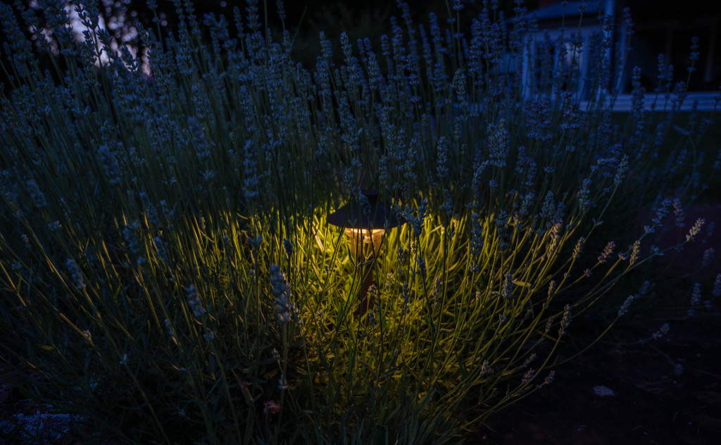 copper-path-light-among-lavender-1024x632