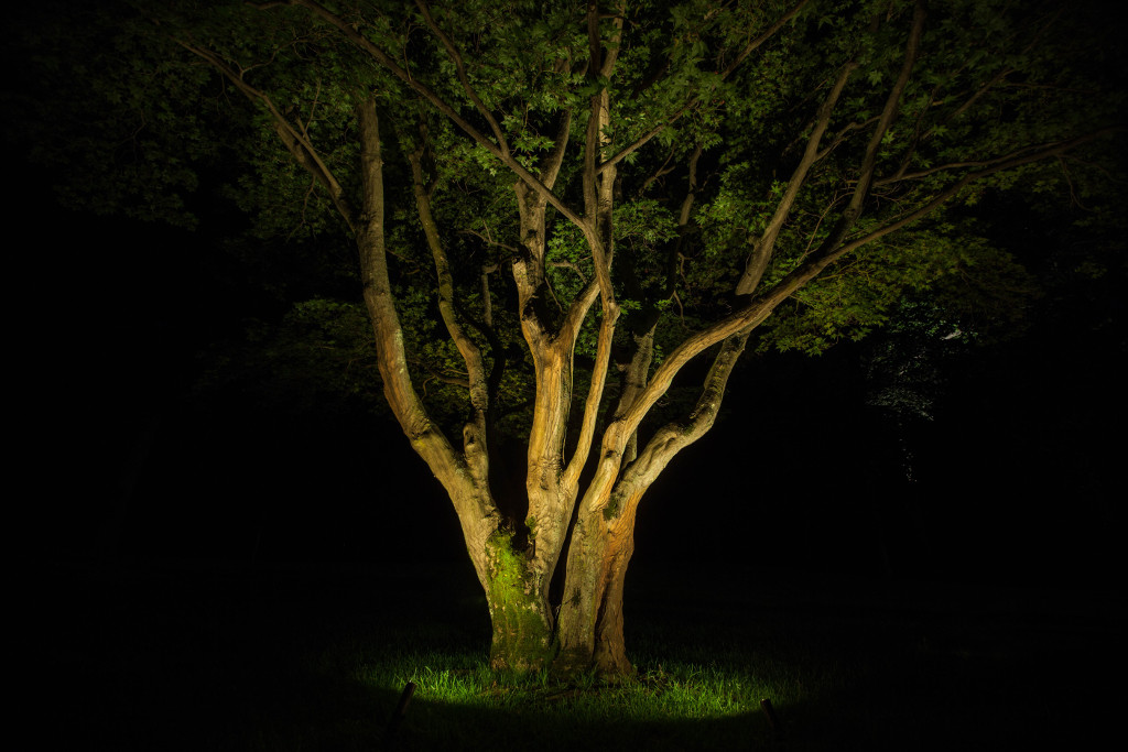 japanese-maple-tree-uplighting-1024x683