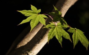 landscape-uplighting-maple-leaf-horticulture