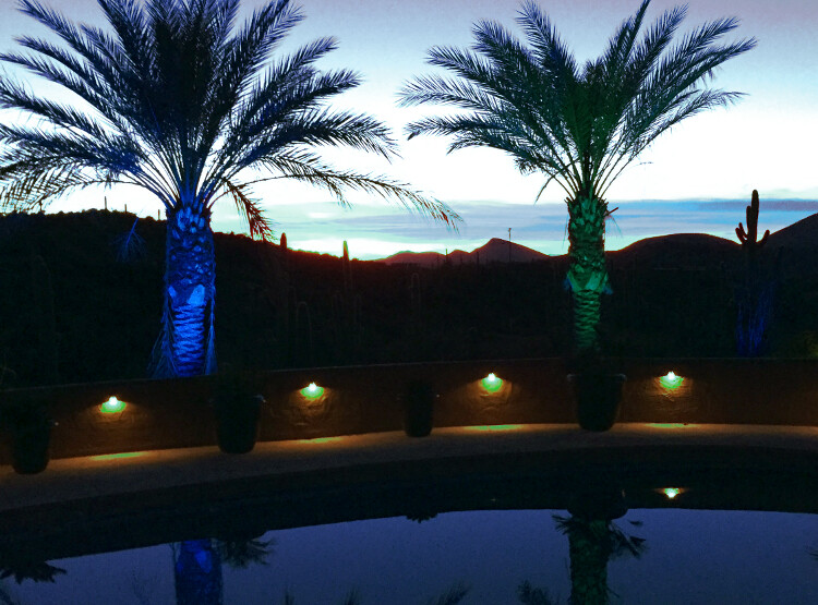 brilliance-chameleon-lights-palm-trees-750x555