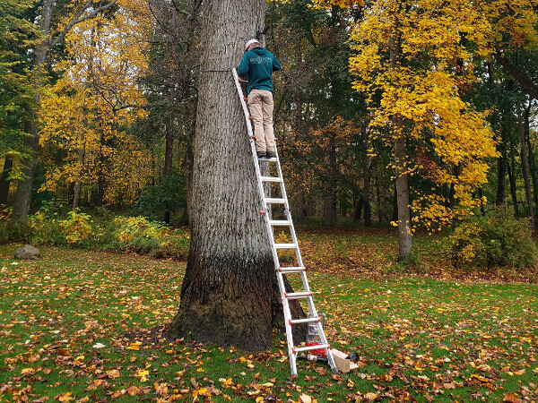 Maintenance of historic tulip tree uplight, service worker on ladder