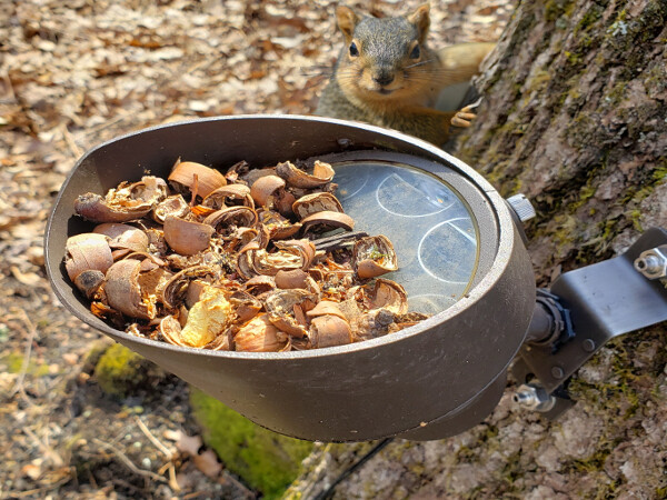 Squirrel nuts collected in tree light fixture, funny squirrel looking